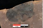 Foto (Detailansicht) von Zostena ungeri Ettingshausen (NHMW-GEO-2024-0188-0448)